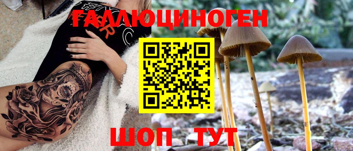 Псилоцибиновые грибы Psilocybe Гусев
